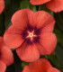 Barvínek Tatoo Tangerine - Catharanthus roseus - semena barvínku - 30 ks