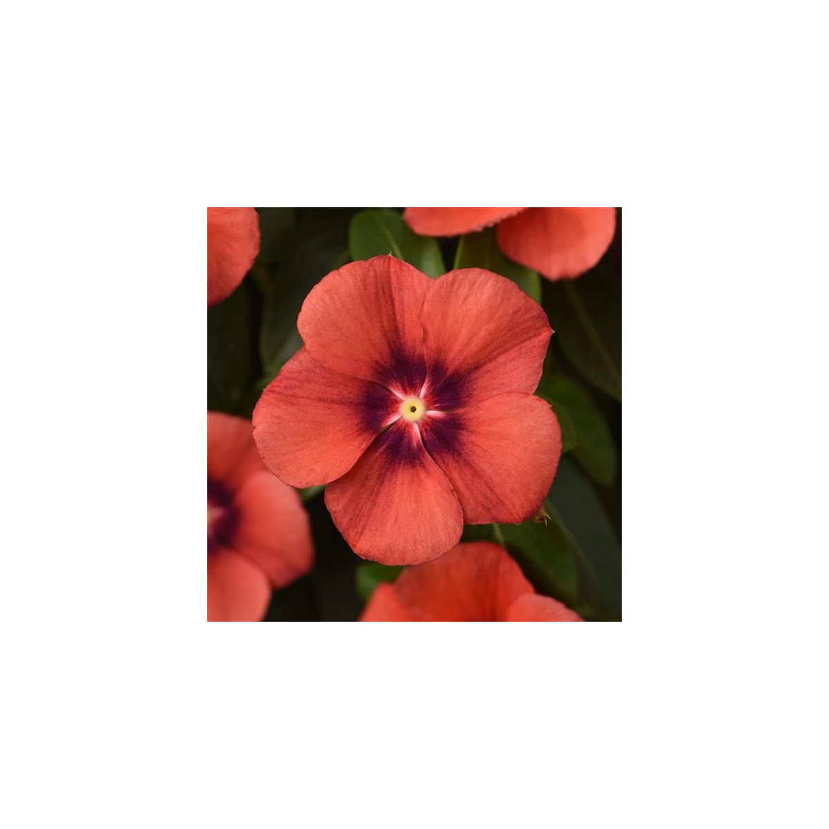 Barvínek Tatoo Tangerine - Catharanthus roseus - semena barvínku - 30 ks