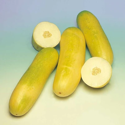 Okurka salátová Travito F1 - Cucumis sativus - semena - 10 ks
