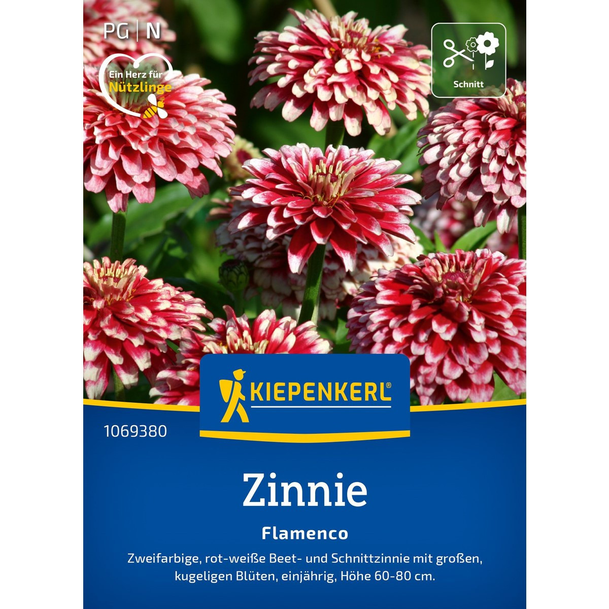 Ostálka Flamenco - Zinnia elegans - semena - 50 ks