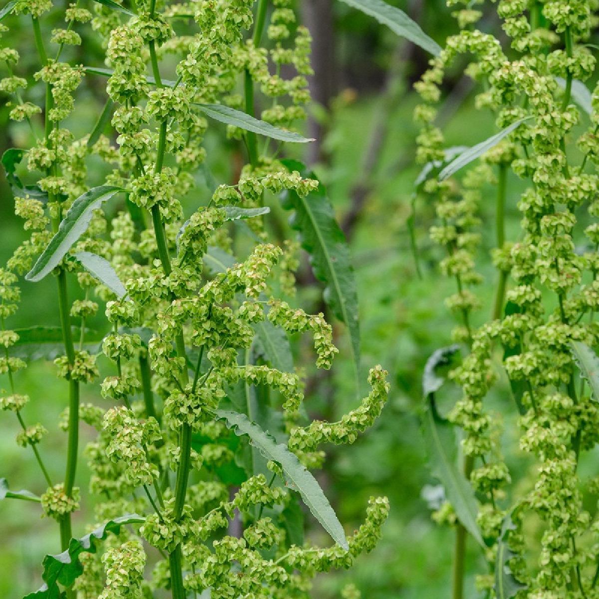 Semena šťovíku – Šťovík zahradní – Rumex patientia