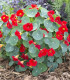 Lichořeřišnice nízká Baby Red - Tropaeolum minus - semena - 8 ks