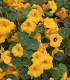 Lichořeřišnice nízká Baby Gold - Tropaeolum minus - semena - 8 ks