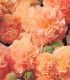 Topolovka Chaters Apricot - Alcea rosea - semena - 8 ks