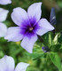 Plaménka Dolly Sky Blue F1 - Phlox drummondii - semena - 50 ks