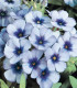 Plaménka Dolly Sky Blue F1 - Phlox drummondii - semena - 50 ks
