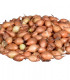 Cibule sazečka žlutá Hercules - Allium cepa - cibulky - 500 g