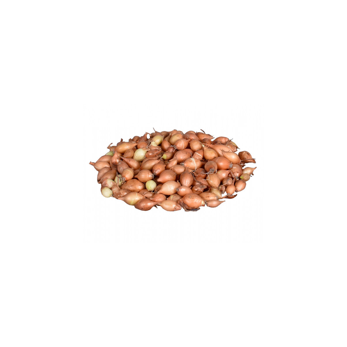 Cibule sazečka žlutá Hercules - Allium cepa - cibulky - 500 g