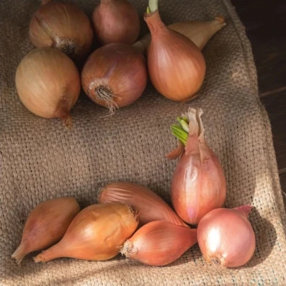 Cibule sazečka Birnformige - Allium cepa - cibulky - 500 g