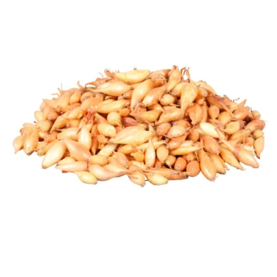 Cibule sazečka Birnformige - Allium cepa - cibulky - 500 g