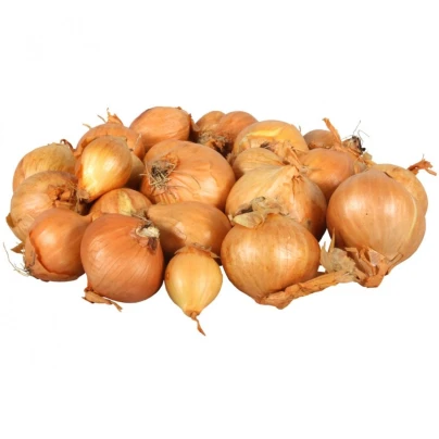 Cibule šalotka Golden Gourmet - Allium cepa - cibulky - 500 g