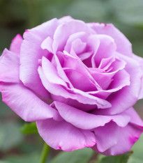 Růže velkokvětá keřová fialová - Rosa - prostokořenné sazenice - 1 ks