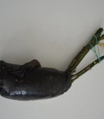 Růže velkokvětá keřová fialová - Rosa - prostokořenné sazenice - 1 ks