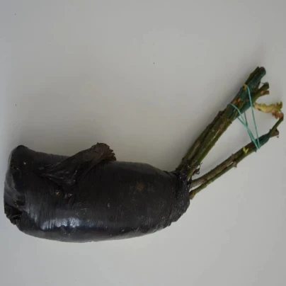 Růže velkokvětá pnoucí fialová - Rosa - prostokořenné sazenice - 1 ks