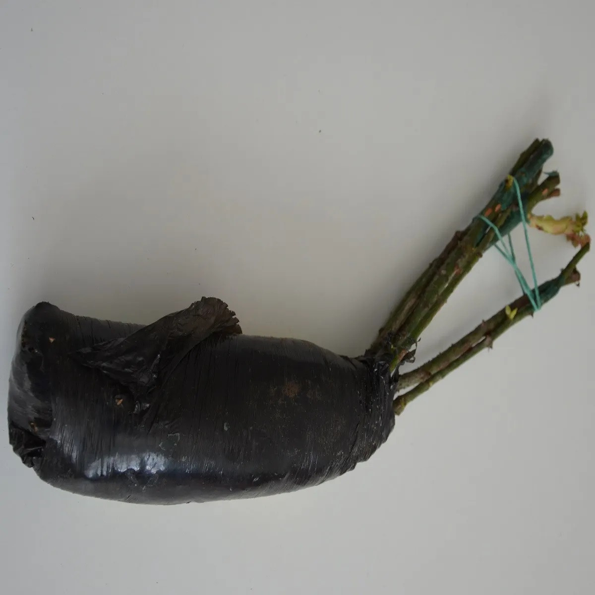 Růže velkokvětá keřová červenobílá - Rosa - prostokořenné sazenice - 1 ks