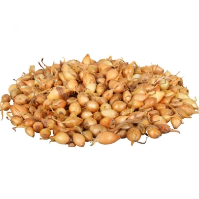 Cibule sazečka Všetana - Allium cepa - cibulky - 500 g