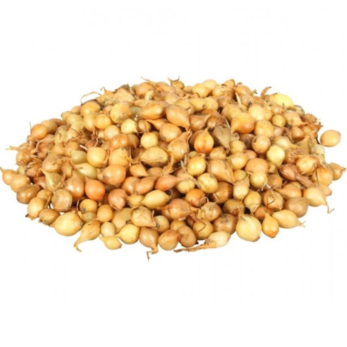 Cibule sazečka Štutgart - Allium cepa - cibulky - 500 g