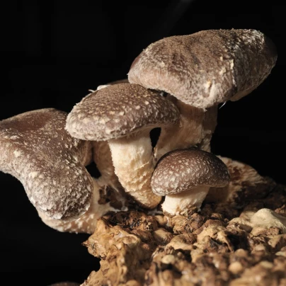 Shii take - Houževnatec jedlý - Lentinula edodes - sadba - 250 ml