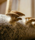 Hlíva ústřičná - Pleurotus ostreatus - sadba - 250 ml