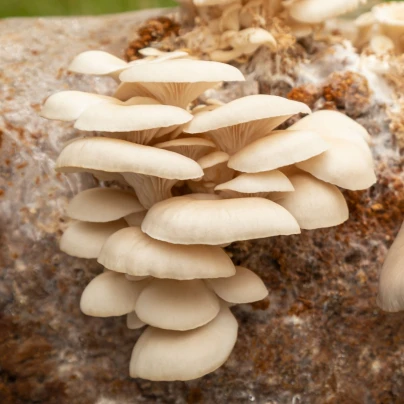 Hlíva plicní - Pleurotus pulmonarius - sadba - 250 ml