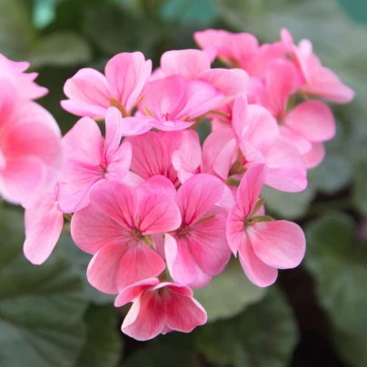 Muškát páskatý Jarka F1 - Pelargonium zonale - semena - 6 ks
