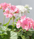 Muškát páskatý Jarka F1 - Pelargonium zonale - semena - 6 ks