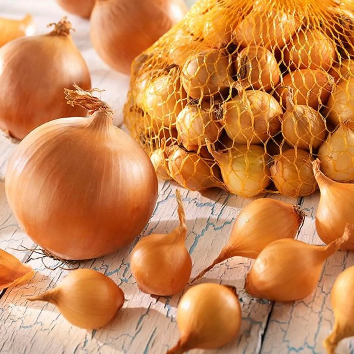 Cibule sazečka Štutgart - Allium cepa - cibulky - 250 g