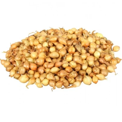 Cibule sazečka Štutgart - Allium cepa - cibulky - 250 g