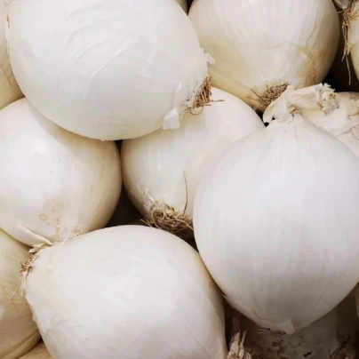 Cibule sazečka Snowball - Allium cepa - cibulky - 500 g
