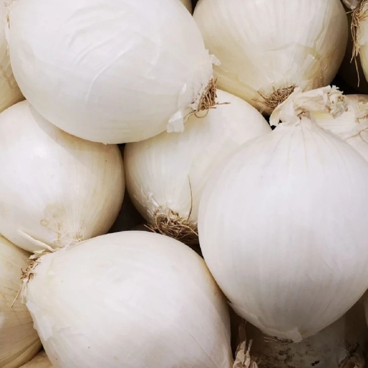 Cibule sazečka Snowball - Allium cepa - cibulky - 500 g