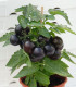 Rajče balkonové Purpleboy F1 - Solanum lycopersicum - semena - 6 ks