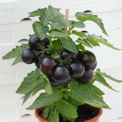 Rajče balkonové Purpleboy F1 - Solanum lycopersicum - semena - 6 ks