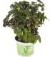 Rajče balkonové Purpleboy F1 - Solanum lycopersicum - semena - 6 ks