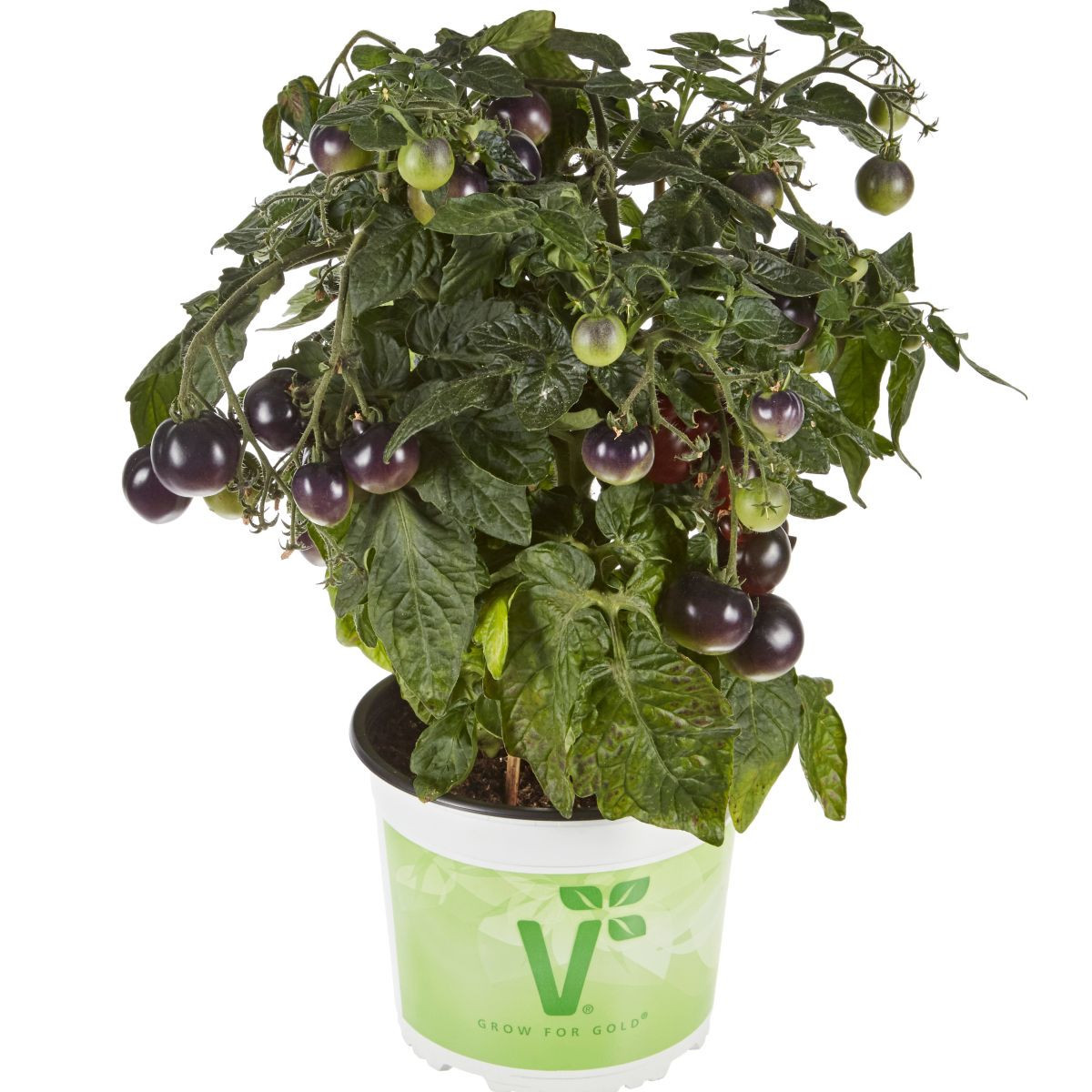 Rajče balkonové Purpleboy F1 - Solanum lycopersicum - semena - 6 ks