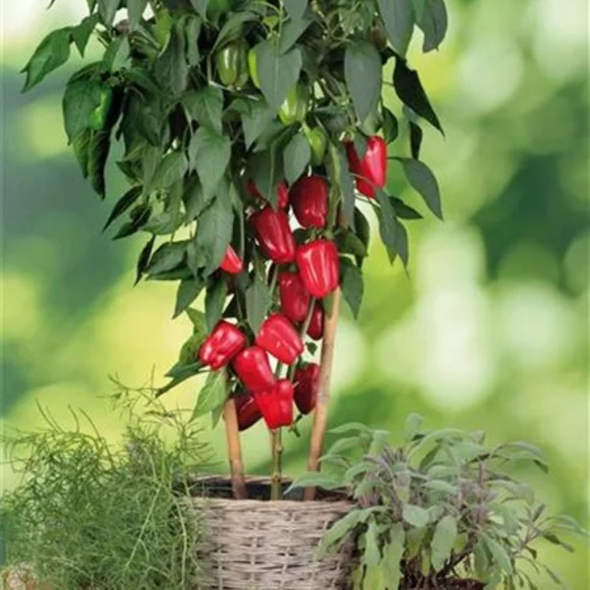 Paprika balkonová Almira Midi Red F1 - Capsicum annuum - semena - 5 ks