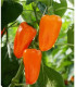 BIO Paprika Flynn F1 - Capsicum annuum - bio semena - 6 ks