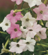Tabák okrasný - Nicotiana mutabilis - semena 200 ks