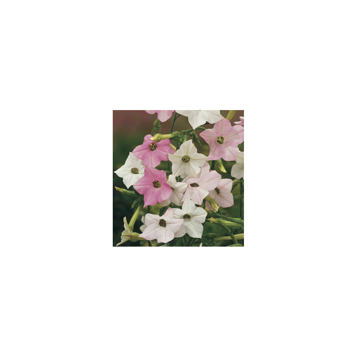 Tabák okrasný - Nicotiana mutabilis - semena 200 ks