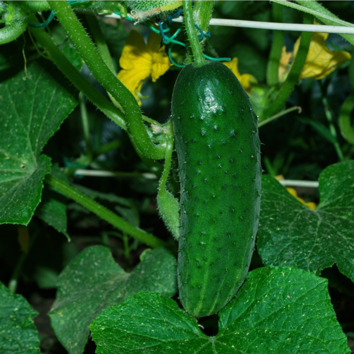 Okurka Najada F1 - Cucumis sativus - semena - 15 ks