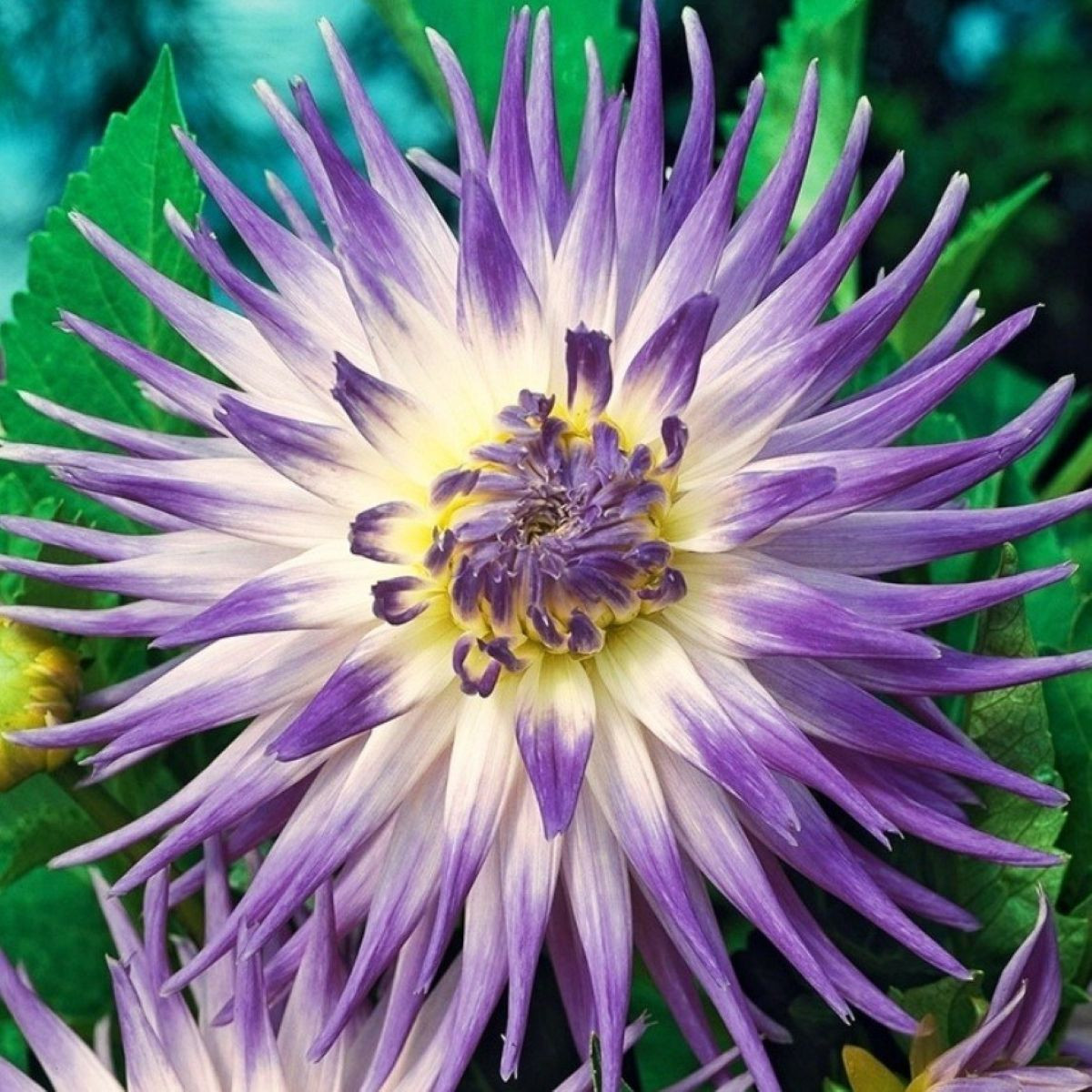 Jiřinka Veritable - Dahlia - cibuloviny - 1 ks