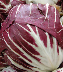 Zelí červené rané - Brassica oleracea - semena - 0,5 g