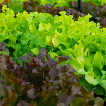 Batavia salát duo Florine & Rossia - výsevný pásek - 1 ks