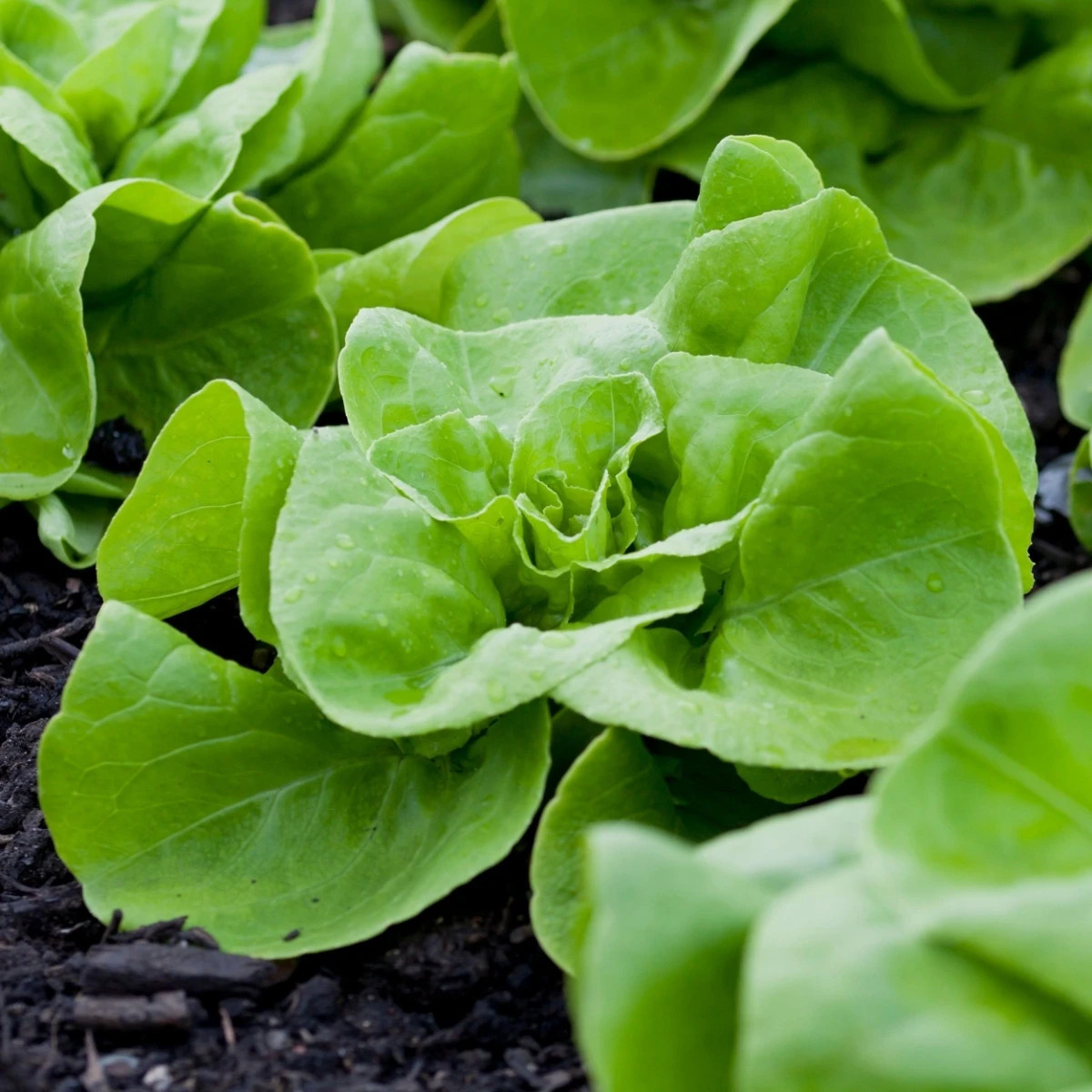 Salát Analena - výsevný pásek - 1 ks