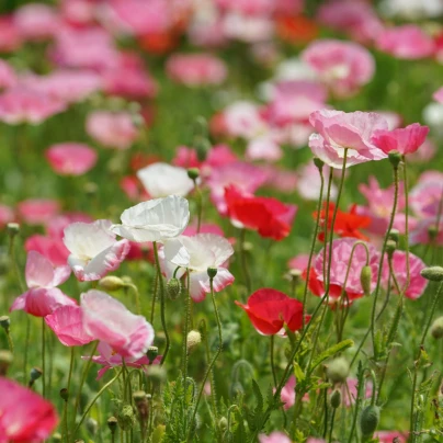 Vlčí mák směs barev - Papaver rhoeas - semena - 200 ks