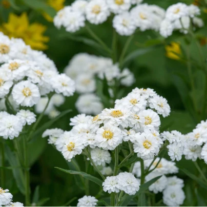 Řebříček Bertrám Perla - Achillea ptarmica - semena - 200 ks