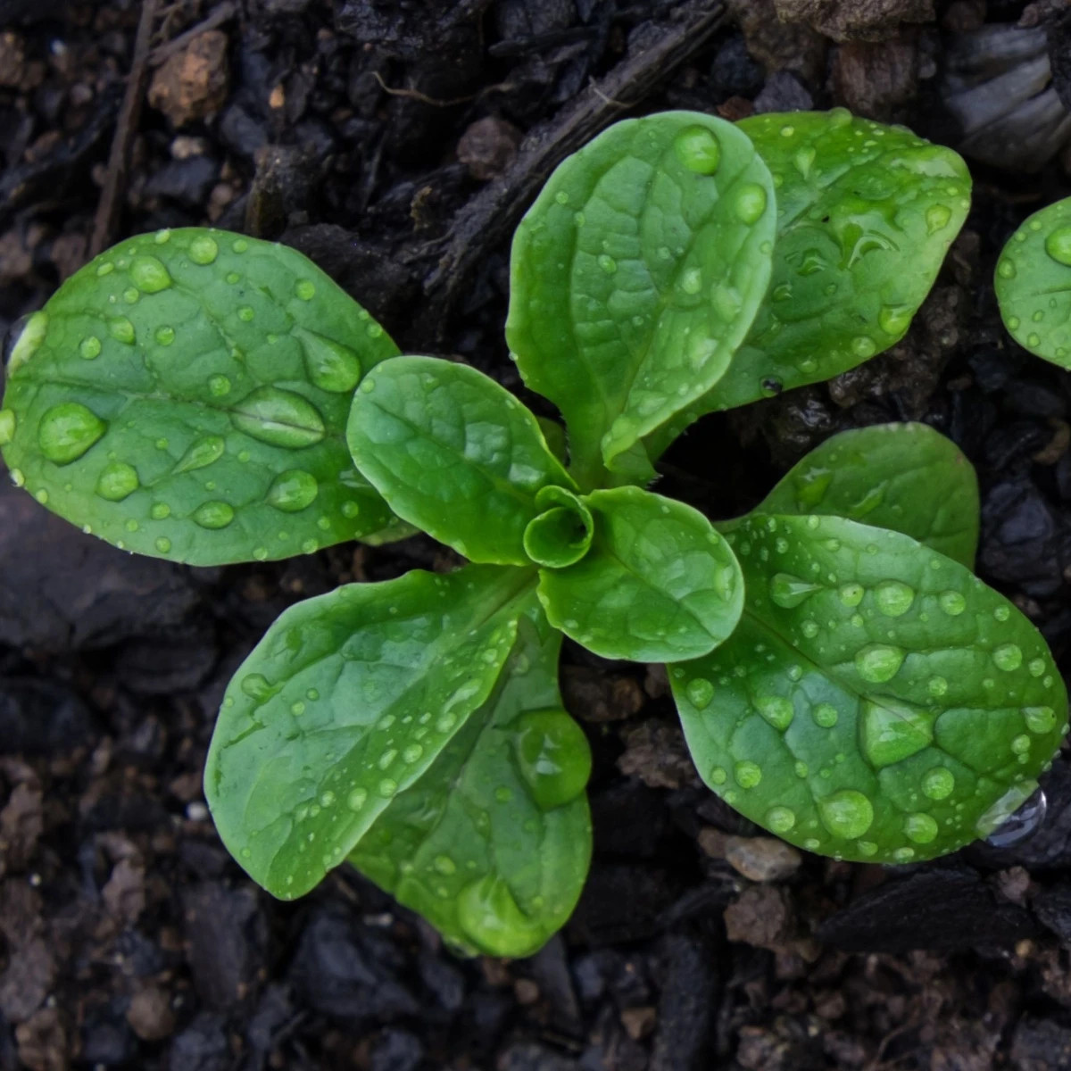 Salát Miro  - výsevný pásek - 1 ks