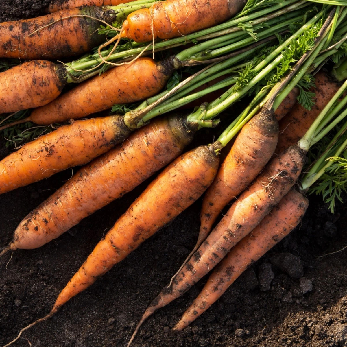 Mrkev Kamaran F1 - výsevný pásek - 1 ks