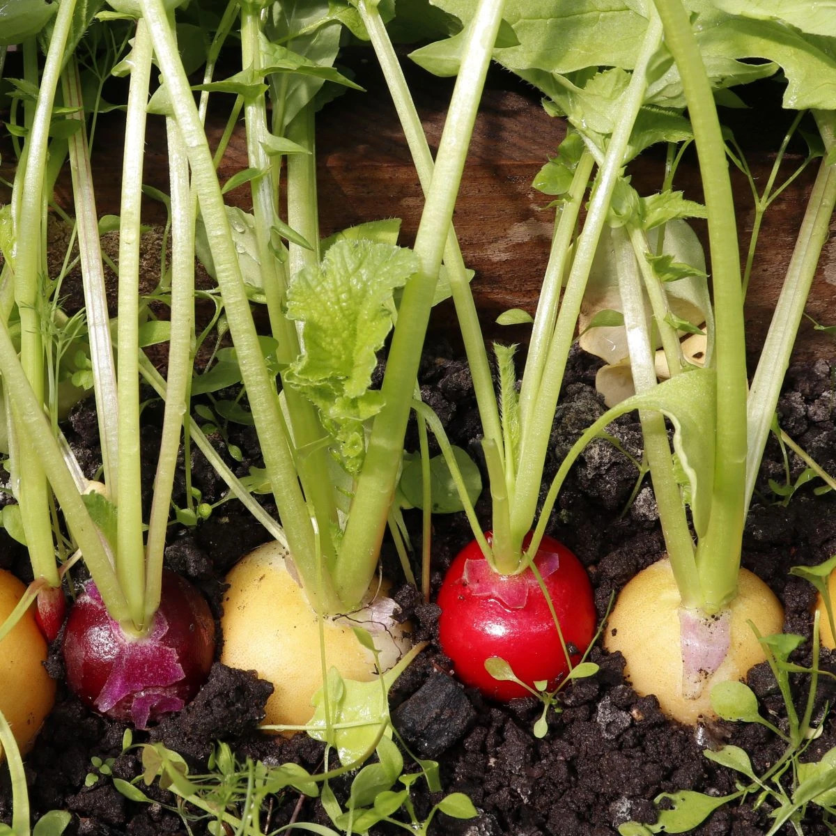 Směs ředkviček Velikonoční vejce - výsevný pásek - 1 ks