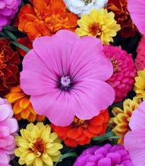 Květiny k řezu trio - Astra čínská, slézovec a ostálka - výsevný pásek - 1 ks