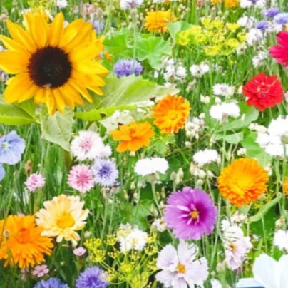 Květinová směs - Bird Buffet - Kiepenkerl - luční směs - 1 ks